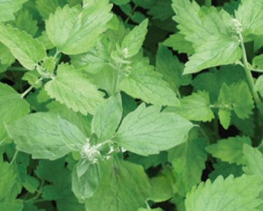 Catnip Seeds